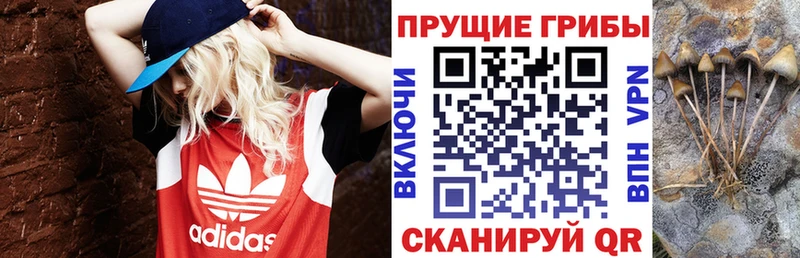 как найти наркотики  Нововоронеж  Галлюциногенные грибы Psilocybe 